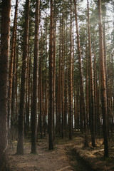 Obraz premium tall pines against the sun