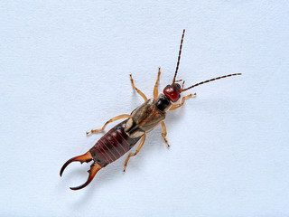 Common earwig or European earwig, Forficula auricularia against white background