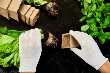 Hands of gardener puts greeners in peat container with soil