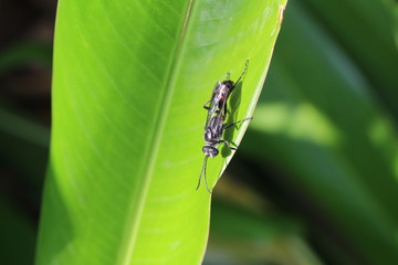 große Schlupfwespe auf der Opfer suche