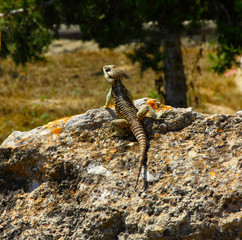 An iguana basks on a rock. Summer wildlife. Morning colorful reptile. Beauty isolated reptile. Lizard staying in the rock.