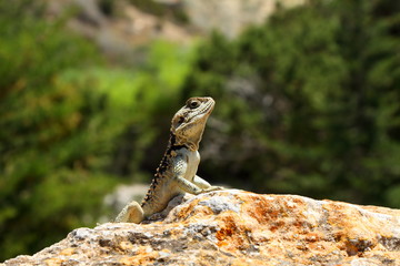 An iguana basks on a rock. Summer wildlife.