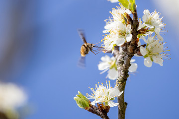 Ein fliegender Wollschweber saugt an einer weissen Blüte vor blauem Hintergrund