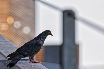 pigeon