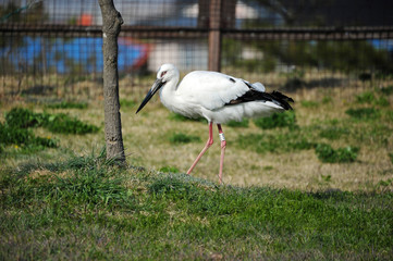 Stork in Gwangsi-myeon, Yesan-gun, South Korea.