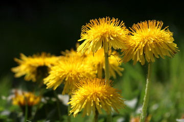 
Edible fresh yellow dandelion flowers, spring, summer 