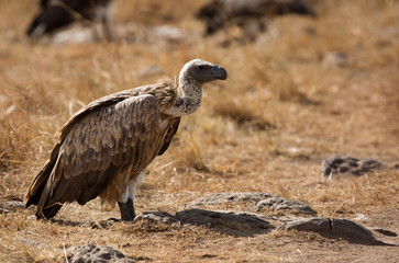 A Vulture is a large scavenging bird