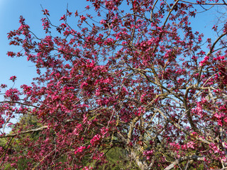 (Malus Coccinella) Pommier d'ornement à fruits décoratifs ou pommier aux fleurs printanière...
