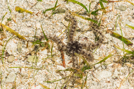 Ophiura albida is a species of brittle star in the Tanzania