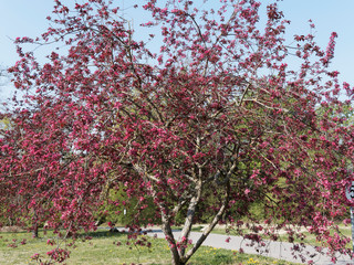 Malus Coccinella | Pommier d'ornement à floraison ou pommier japonais à rose-violacé, boutons...