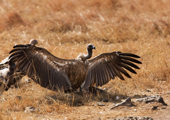 A Vulture is a large scavenging bird