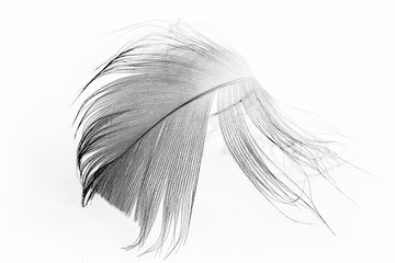 beautiful bird feather on white background