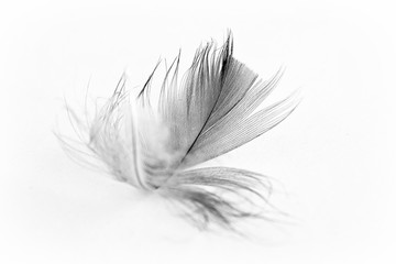 beautiful bird feather on white background