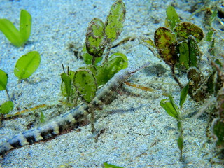 The amazing and mysterious underwater world of Indonesia, North Sulawesi, Manado, pipefish