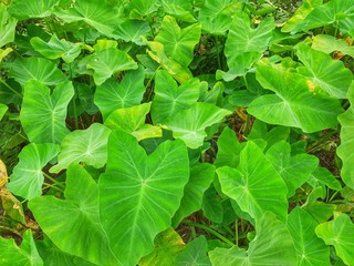Green colocasia esculenta or taro plants and leaves. Taro leaves can be also eaten as vegetable