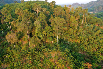 Rainforest trees on edge of palm oil plantation	