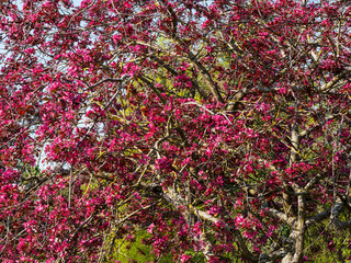 (Malus Coccinella) Pommier d'ornement à fruits décoratifs ou pommier aux fleurs printanière...