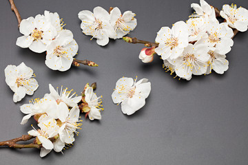 apricot flowers on black background. top view