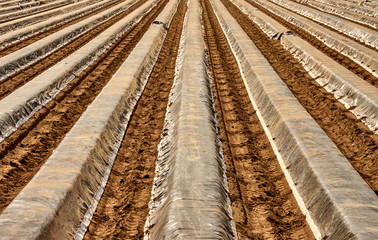 Furrows and tyre tracks in a field with asparagus