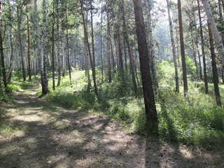 path in the forest