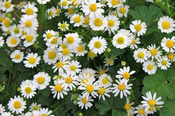 View of Chamomile flowers in springtime.