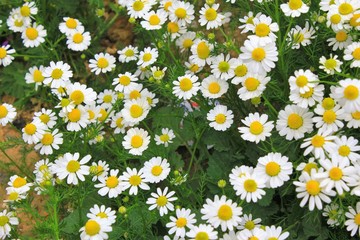 View of Chamomile flowers in springtime.