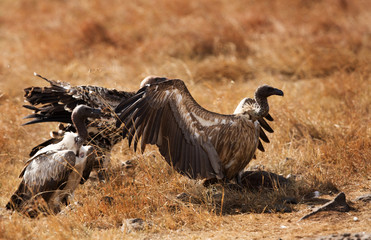 A Vulture is a large scavenging bird