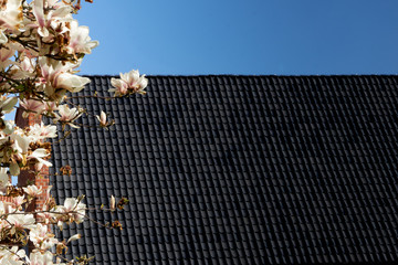 Tiled dark roof of a historic building behind the flowering branch of a magnolia tree