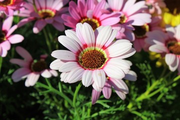 Obraz premium Pink and white flower in the garden in Athens, Greece.
