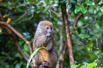 A small lemur on a branch eats on a blade of grass