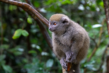 A little lemur on the branch of a tree in the rainforest