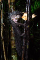 The rare, nocturnal aye-aye lemur with a coconut