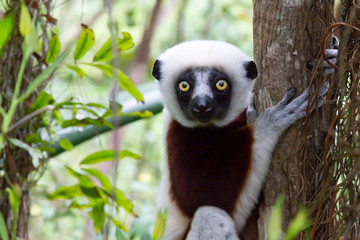The portrait of a Sifaka lemur in the rainforest © 25ehaag6