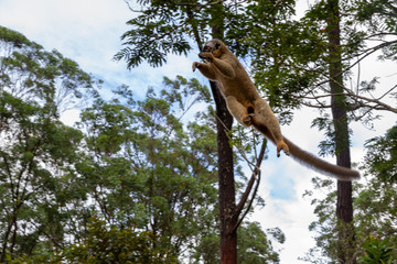 Lemurs in a rain forest on the trees, hopping from tree to tree