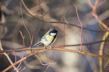 one great tit on bush twing