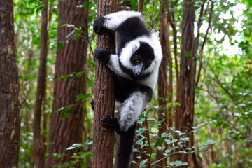A black and white lemur sits on the branch of a tree
