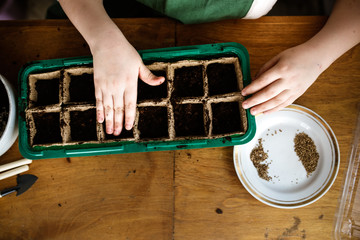 child sows seeds in peat pots, planting seedlings