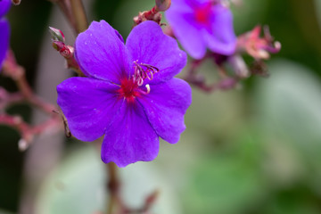 Exotic flowers of the island of Madagascar