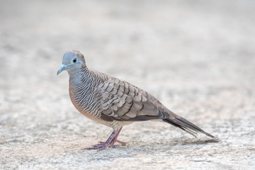 Zebra dove bird on concrete ground.