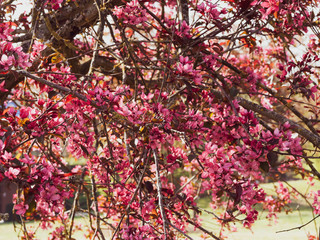 (Malus Coccinella) Pommier d'ornement ou pommier japonais à fruits décoratifs ou pommier aux fleurs printanière rose-pourpre à feuillage vernissé, vert sombre à rouge pourpré
