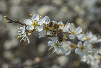 Bees gather pollen from flowering trees. Tree with white flowers. Springtime