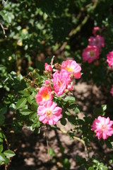 Obraz premium Ramo de rosas