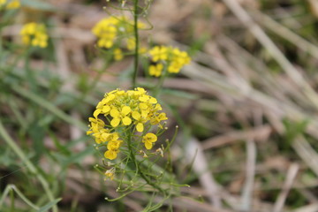 yellow flower in the grass