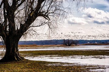 Dolina Górnej Narwi. Wiosenne przeloty gęsi, Podlasie, Polska © podlaski49