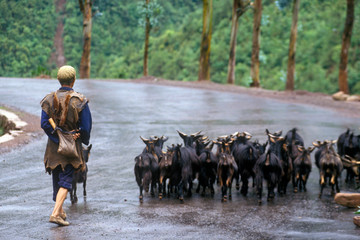 Goat herder with goats in Dali, Yunnan Province, People's Republic of China