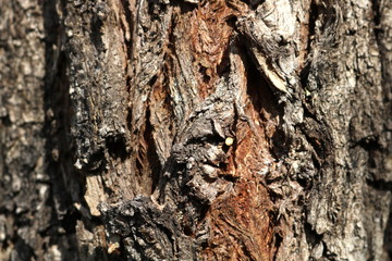 
Old wooden texture. Wooden background