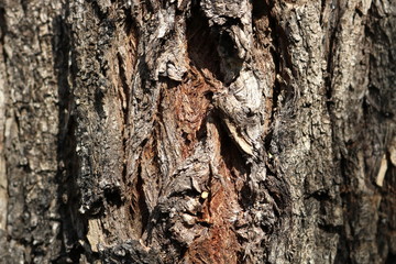 
Old wooden texture. Wooden background