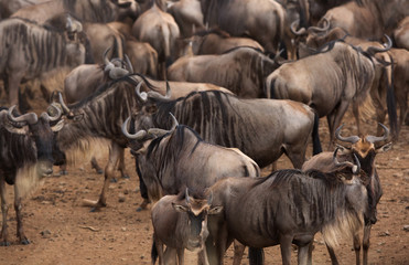 Wildebeests waiting to cross Mara river