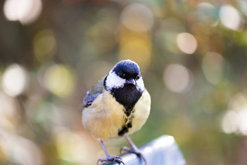 Great tit perched on a bench with a bokeh background
