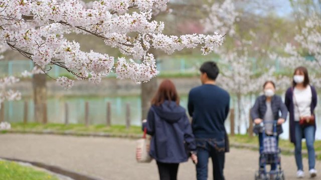 桜の花と観光客　通行人　花見　散歩